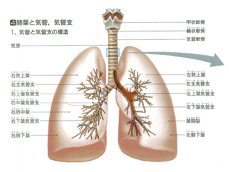 肺"