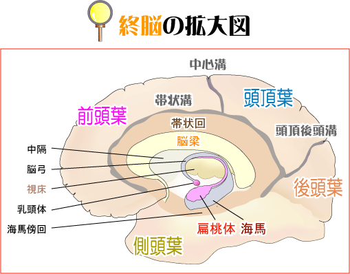 脳の構造"